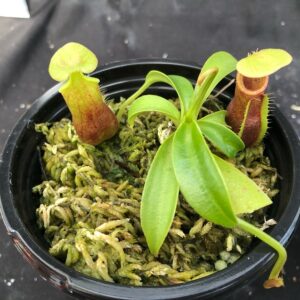 image1-R-3-300x300 Nepenthes spathulata x singalana BE 4004