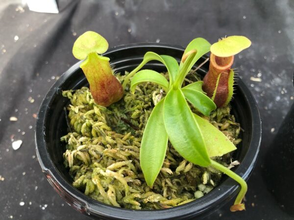 image1-R-3-600x450 Nepenthes spathulata x singalana BE 4004