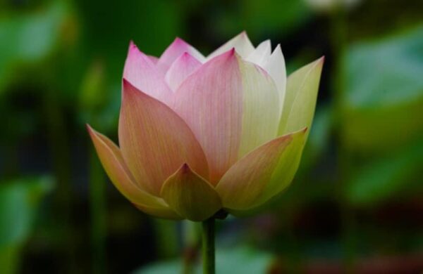 image2-1-1-600x390 16-Er Ying Lotus - 20% of flowers will turn to half pink half white (New for 2024)