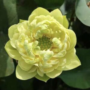 image2-1-300x300 15-Zhongtian Feicui Lotus - Deep Yellow lotus (New for 2024 )