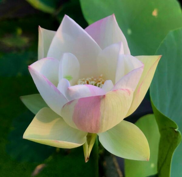 image3-1-600x585 16-Er Ying Lotus - 20% of flowers will turn to half pink half white (New for 2024)