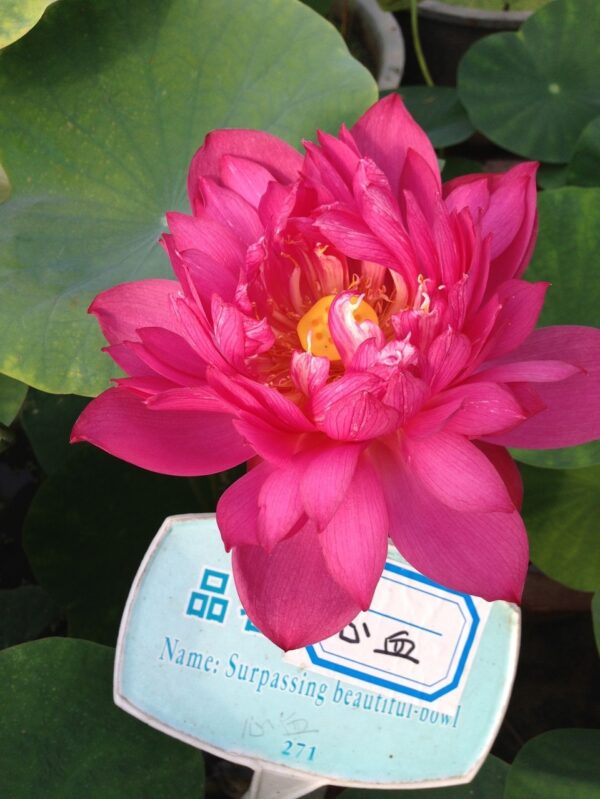 image3-600x799 Heart Blood Lotus - Deep red bowl lotus