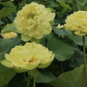 image4-1-300x300 15-Zhongtian Feicui Lotus - Deep Yellow lotus (New for 2024 )