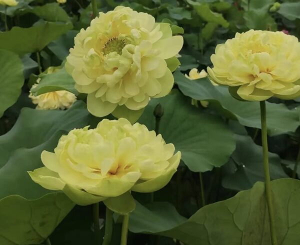 image4-1-600x490 15-Zhongtian Feicui Lotus - Deep Yellow lotus (New for 2024 )