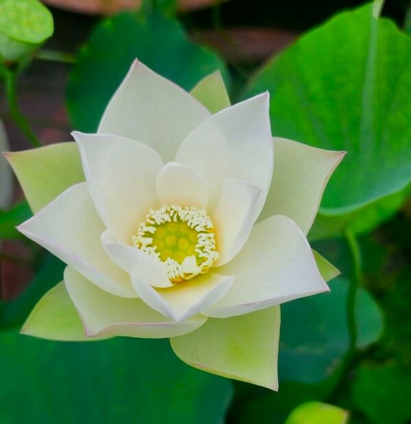 image4-2-600x618 16-Er Ying Lotus - 20% of flowers will turn to half pink half white (New for 2024)