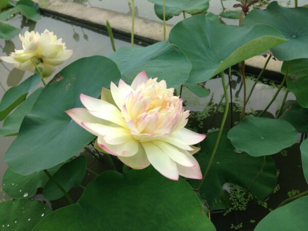 image4-600x450 Brilliant Sunset Lotus- One of excellent versicolor!!!!