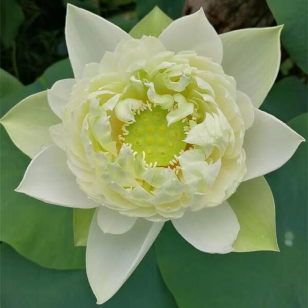 image4-600x600 Green Peacock Lotus - New for 2024