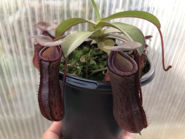 image53-R-600x450 Nepenthes ramispina x ventricosa BE 4537