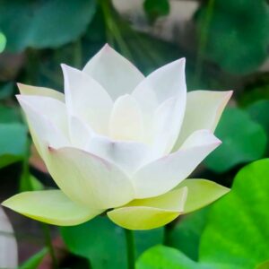 image6-300x300 16-Er Ying Lotus - 20% of flowers will turn to half pink half white (New for 2024)