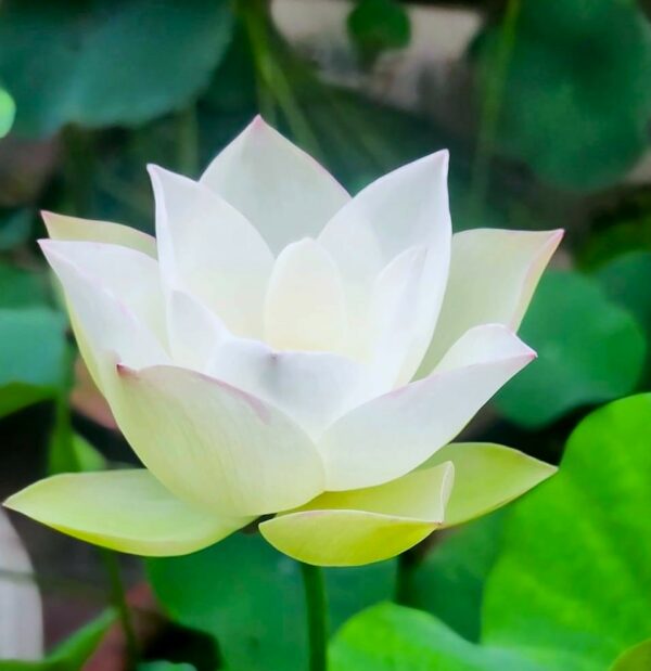 image6-600x619 16-Er Ying Lotus - 20% of flowers will turn to half pink half white (New for 2024)