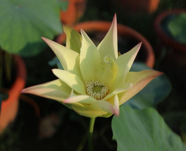 jin-si-hou-1b-600x487 Golden Monkey Lotus - One of Nicest Versicolor! All ship in spring, 2024