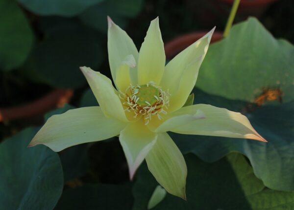 jin-si-hou-2b-600x430 Golden Monkey Lotus - One of Nicest Versicolor! All ship in spring, 2024