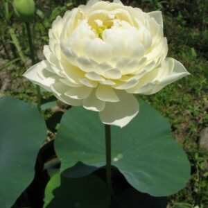 psb1-1-1-300x300 Yellow Peony Lotus- One of yellow large flower ( All ship in spring 2024)