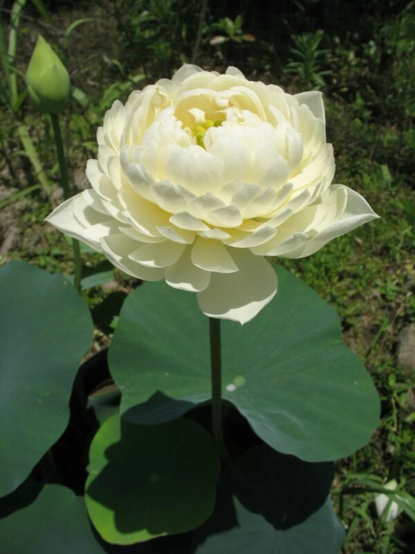 psb1-1-1-600x800 29-Yellow Peony Lotus- One of yellow large flower ( All ship in spring 2024)