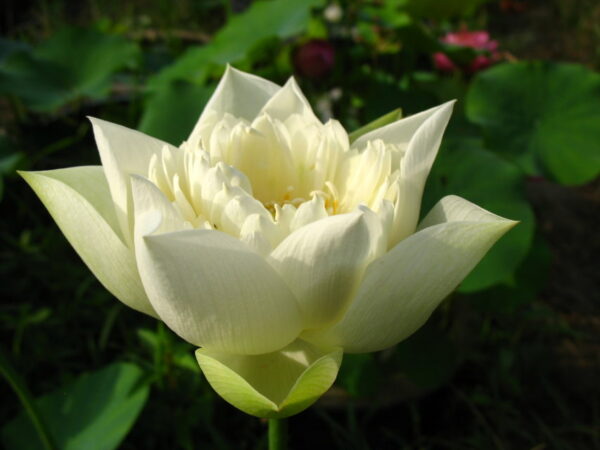 psb3-600x450 29-Yellow Peony Lotus- One of yellow large flower ( All ship in spring 2024)