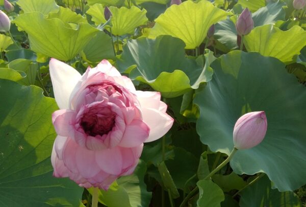thousand-Petals-Lotus-1-600x405 44-Tradintional Thousand Petals Lotus - All ship in spring 2024