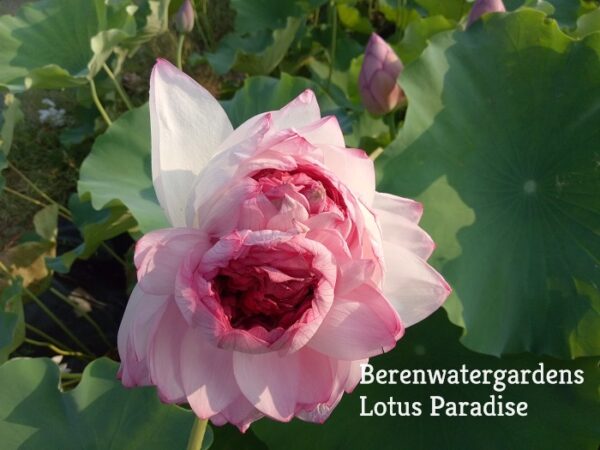 thousand-Petals-Lotus-21a-600x450 44-Tradintional Thousand Petals Lotus - All ship in spring 2024