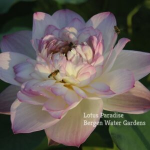 Qi Pa Lotus – Wired Lotus(1000 Petals Lotus), Shipping in Spring
