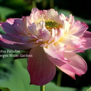 Qi Pa Lotus – Wired Lotus(1000 Petals Lotus), Shipping in Spring
