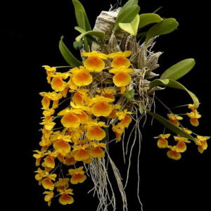 unnamed-300x300 Dendrobium lindleyi yellow