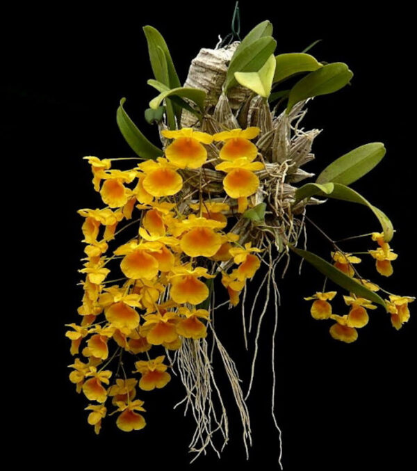 unnamed-600x677 Dendrobium lindleyi yellow