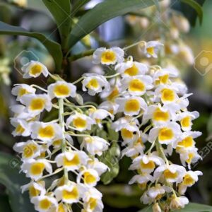 unnamed-R-4-300x300 Dendrobium thyrsiflorum