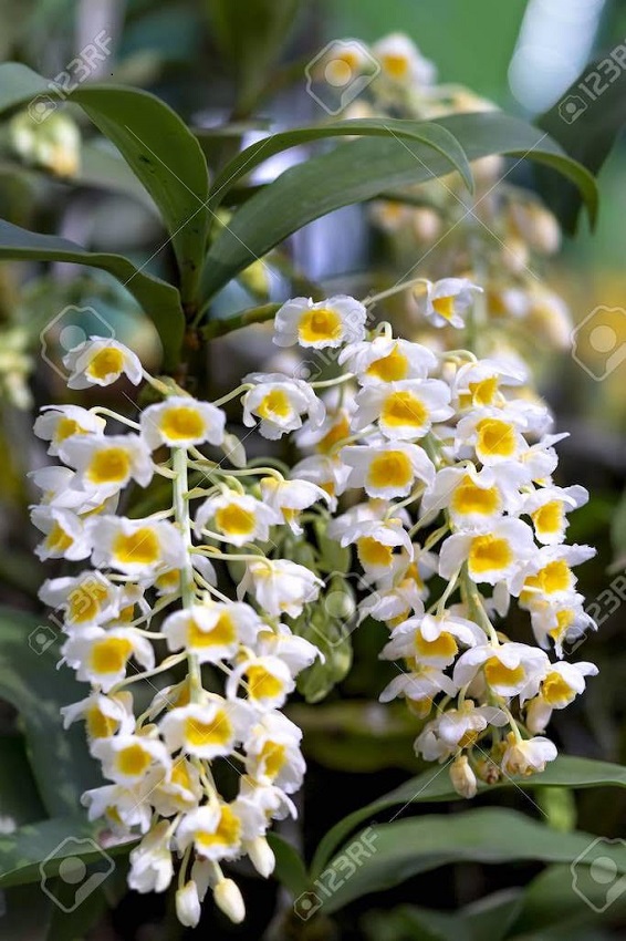 unnamed-R-4 Dendrobium thyrsiflorum