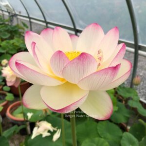 unnamed-file.wm-10-300x300 19-Colorful Clouds Lotus - Taking Your Breath Away Lotus (All Ship in Spring)
