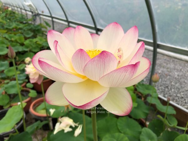 unnamed-file.wm-10-600x450 19-Colorful Clouds Lotus - Taking Your Breath Away Lotus (All Ship in Spring)