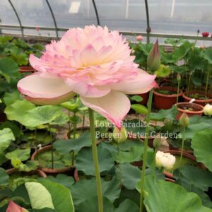 unnamed-file.wm-2-300x300 Super Lotus (Juwuba) - Don't Miss it!!!!! All ship in spring, 2024