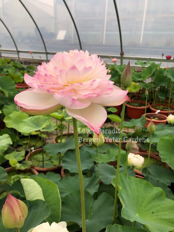 unnamed-file.wm-2-600x800 Super Lotus (Juwuba) - Don't Miss it!!!!! All ship in spring, 2024