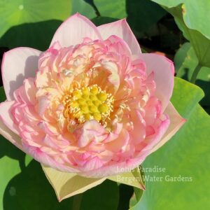 unnamed-file.wm-3-300x300 Buddha's Seat Lotus - One of the Blooming Machine ( All ship in spring 2023)