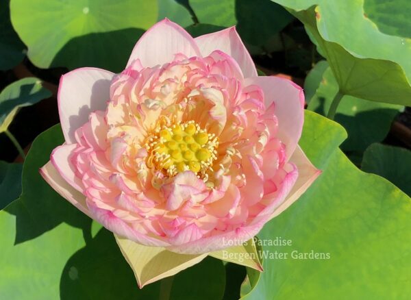 unnamed-file.wm-3-600x438 Buddha's Seat Lotus - One of the Blooming Machine ( All ship in spring 2023)