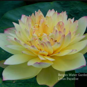 unnamed-file.wm-300x300 Brilliant Sunset Lotus- One of excellent versicolor!!!!