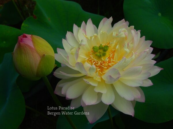 unnamed-file.wm-6-600x450 Colorful clouds in Jinling Lotus - One of Excellent Blooming!!!!