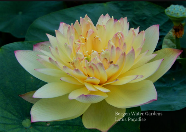 unnamed-file.wm-600x425 Brilliant Sunset Lotus- One of excellent versicolor!!!!