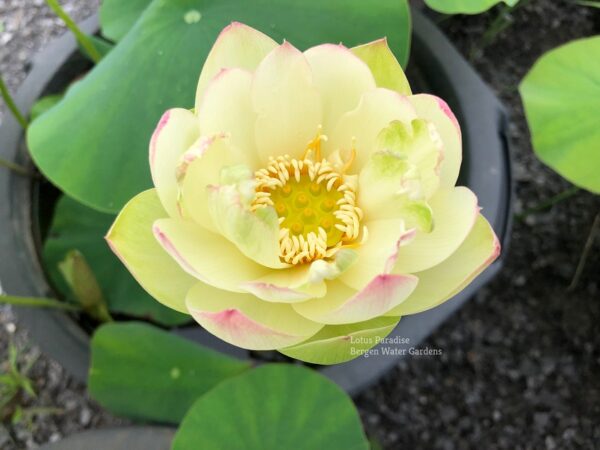 unnamed-file.wm-7-600x450 Pink Beauty Lotus - Lovely Yellow Color(All Ship Spring)