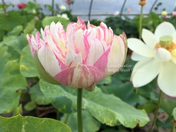 unnamed-file.wm-8-600x450 03-Gold Splash Hibiscus Lotus - First Variegated Leave Lotus, All ship in spring 2024