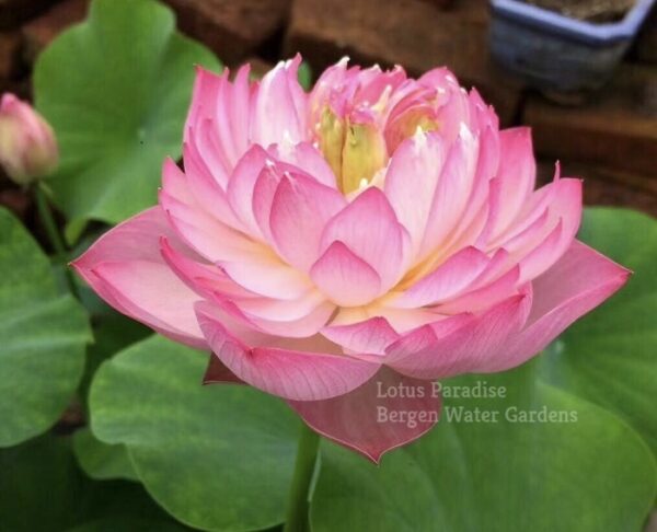 unnamed-file.wm-9-600x486 Fairy Lady Lotus - lovely Pink Micro Lotus, shipping in spring 2025