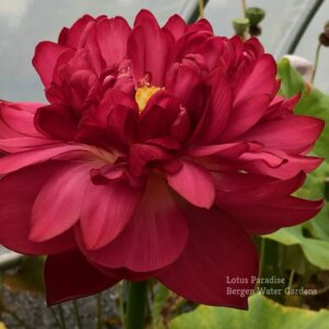 wm-1-1-e1584844652879-300x300 Red Bowl Lotus - One of Deepest Red Lotus