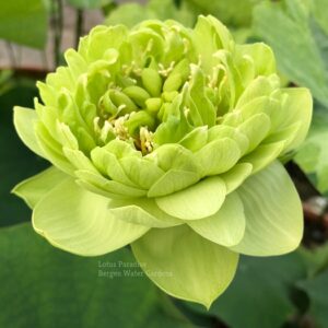 wm-1-10-300x300 31-Gold &Jade Peony Lotus- Best Double Green Lotus! ( All ship in spring 2024)