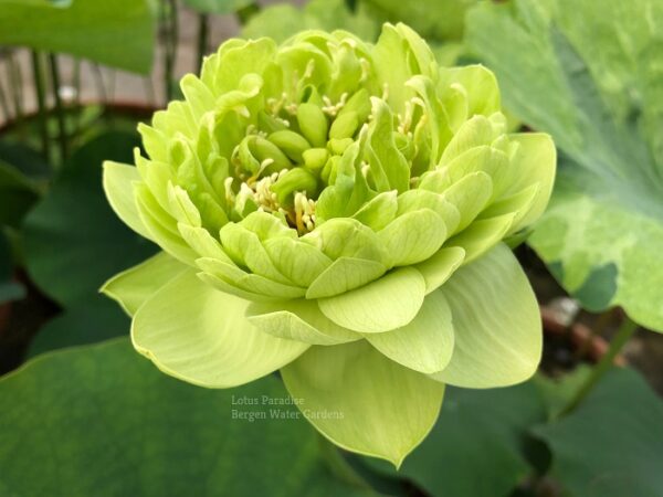 wm-1-10-600x450 31-Gold &Jade Peony Lotus- Best Double Green Lotus! ( All ship in spring 2024)