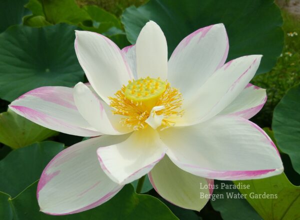 wm-1-13-1-600x441 Empress Lotus- Big and Lovley Lotus, All ship in spring!