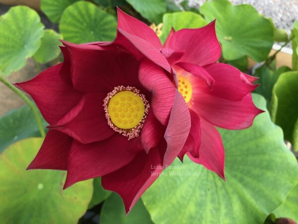 wm-1-13-600x450 Lovesick Red Lotus - Deep Red and Stunning, All ship in spring!