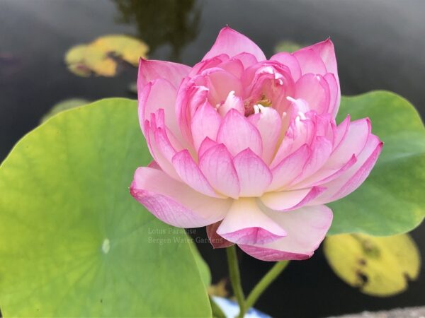 wm-1-16-600x450 Fairy Lady Lotus - lovely Pink Micro Lotus, shipping in spring 2025