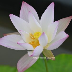 wm-1-2-1-300x300 Fairy Releasing Flowers Lotus- New for 2024 andExcellent Blooming, Don't miss it!