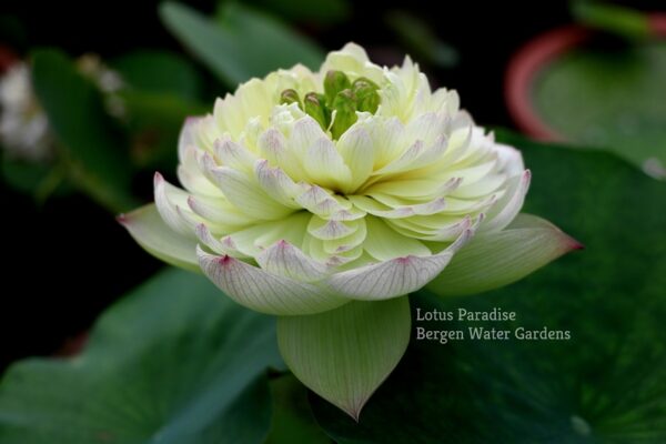 wm-1-2-3-600x400 Fairy Clouds Lotus - One of BIGGEST versicolor lotus -All Ship Spring