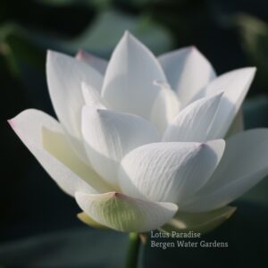 wm-1-22-300x300 White Fairy Lotus - One of Amazing Pure White Lotus