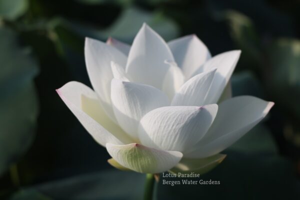 wm-1-22-600x400 White Fairy Lotus - One of Amazing Pure White Lotus