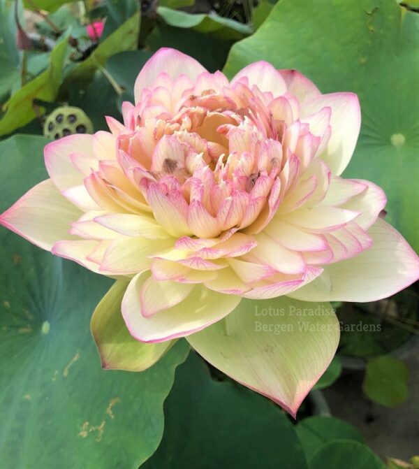 wm-1-3-6-600x671 Nanzhao Buddha Light Lotus - Good for the cutting flower!!!!!